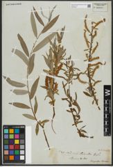 Foto von Salix alba L.